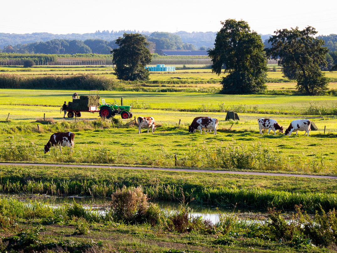 Koeien grazen in de wei