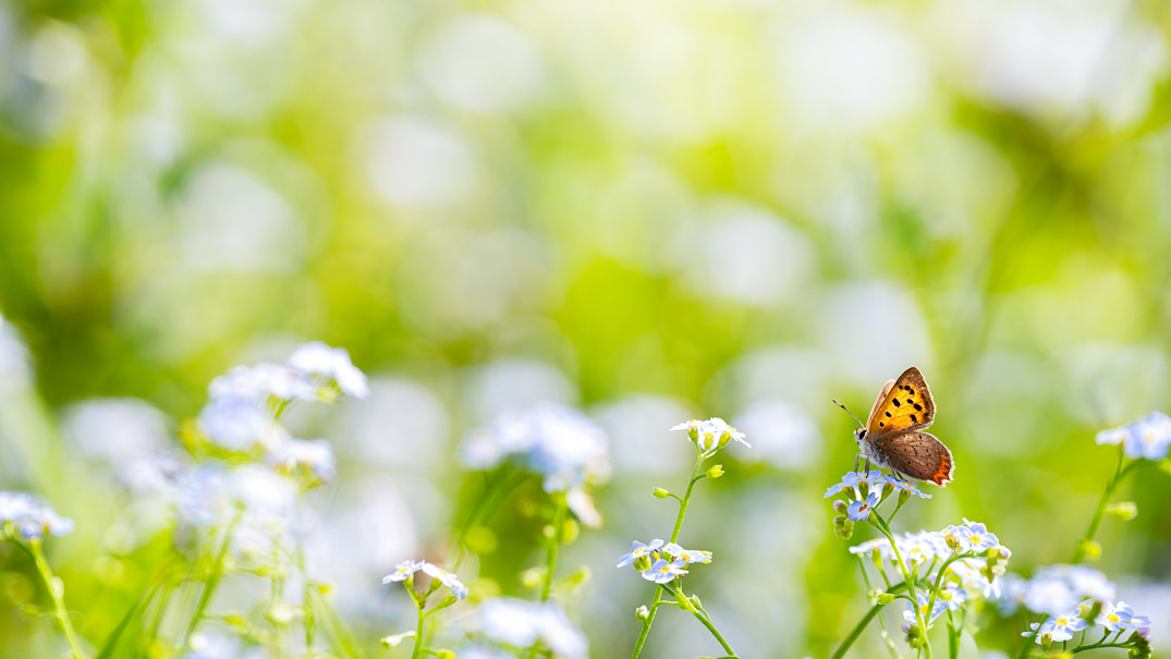 Vlinder zit op een  bloem