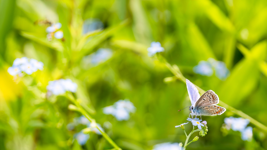 Vlinder zit op een  bloem