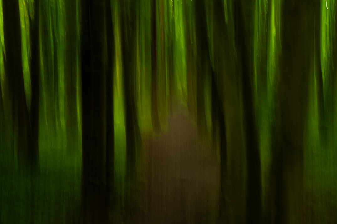 ICM foto van diverse bomen