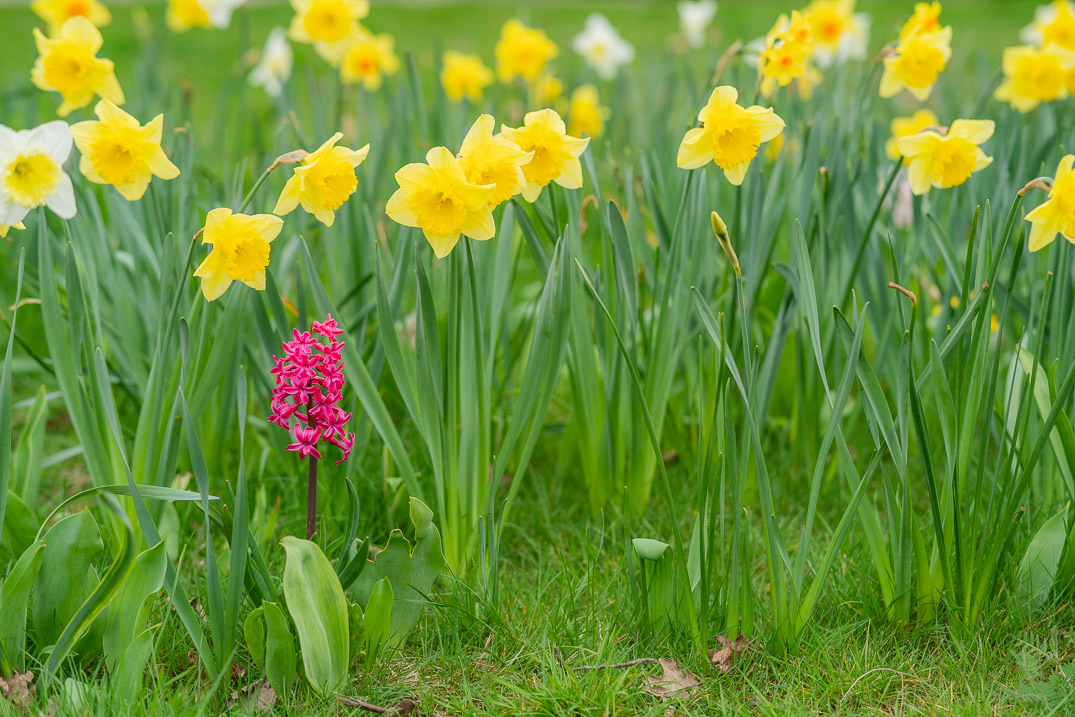 Narcissen en een andere bloem